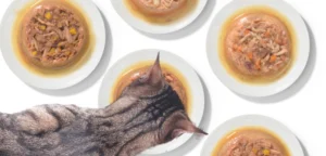 Dry food