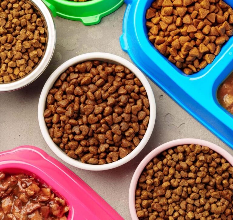 تشخیص غذای گربه اصل از تقلبی؛ راهنمای کامل خرید مطمئن